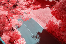 Infrared Photography Of Road With Plants