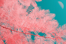 Infrared Photography Of  Tree Leaves