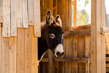 Brown Donkey At Stable Portrait
