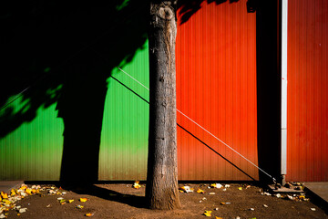 A tree trunk between green and red.