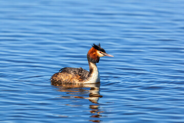 Poster - Colourful Great crested grebe in a lake