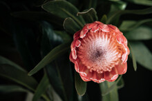 Pink Protea 
