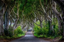 The Dark Hedges In Northern Ireland As Seen In LOTR - The Lord Of The Rings