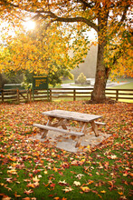 A Picnic Table In An Autumnal Grove