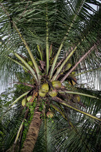 Coconuts On A Palm Tree
