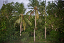 Tropical Vegetation