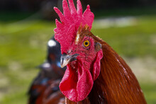 A Cock On A Farm