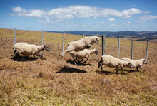 Sheep Running In A Field