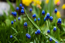 Tulips And Muscari Grape Hyacinth Growing In A Garden Flowerbed, Spring Flower Bed