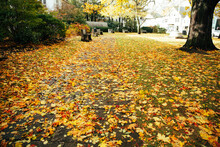 Autumn Leaves On The Ground