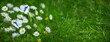 trawnik skoszony czy pełen kwiatów, koncepcja trawnika
