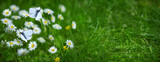 Fototapeta Kwiaty - trawnik skoszony czy pełen kwiatów, koncepcja trawnika