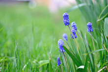 Grape Hyacinths Or Blue Muscari In Spring Garden. Beautiful Bokeh Background, Outdoors, Close-up