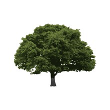 Old Oak Tree Isolated On White Background, Vector Illustration