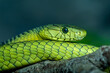 © Matteo Banfi  - Close up of a green snake on a blurry background