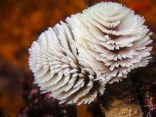 A White Color Feather-duster Worm Or Giant Fanworm (Sabellastarte Longa) Sticking Out Of It's Tube Underwater.