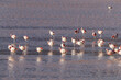 © robertharding - Flamingos gathered in the hundreds to feed, Eduardo Avaroa Andean Fauna National Reserve, Bolivia