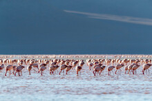 Flamingos Gathered In The Hundreds To Feed, Eduardo Avaroa Andean Fauna National Reserve, Bolivia