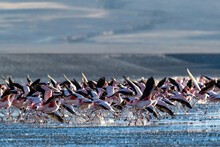 Flamingos Taking Flight In The Hundreds To Feed, Eduardo Avaroa Andean Fauna National Reserve, Bolivia
