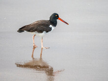 An Adult American Oystercatcher (Haematopus Palliatus), In The Surf On Santiago Island, Galapagos