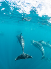 Adult Bottlenose Dolphins (Tursiops Truncatus), Underwater Near Fernandina Island, Galapagos