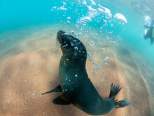 Juvenile Galapagos Sea Lion (Zalophus Wollebaeki) Underwater On Rabida Island, Galapagos