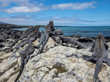 Adult Galapagos Marine Iguanas (Amblyrhynchus Cristatus), On Fernandina Island, Galapagos