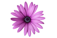 Purple African Daisy With White Background