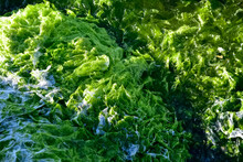 Photos Of Aquatic Plants, Sea Lettuce