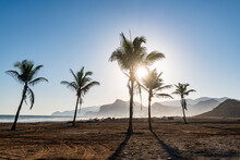 Palm Trees In Backlight On Mughsail Beach, Salalah