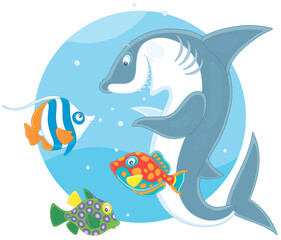 Wall Mural - Funny and playful shark playing with colorful tropical fishes in warm waters of an exotic coral reef, vector cartoon illustration isolated on a white background