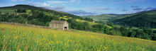 Traditional Stone Barn In Yellow Buttercup Meadow In Swaledale, Gunnerside, Yorkshire Dales National Park, North Yorkshire