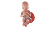 3d rendered medically accurate illustration of a human fetus - week 18