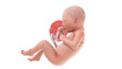 3d rendered medically accurate illustration of a human fetus - week 34