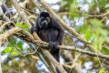 Howler Monkey In The Rainforest, Costa Rica