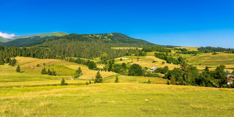 Wall Mural - rural landscape in mountains on a summer morning. wonderful nature scenery with forested rolling hil
