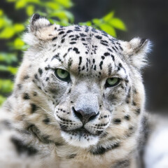 Wall Mural - Adult snow leopard, panthera uncia, closeup of face.