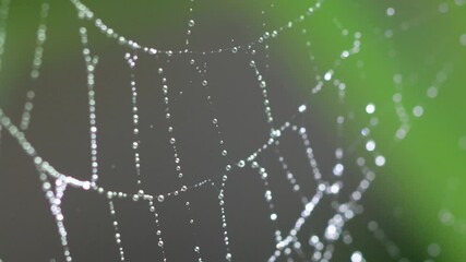 Close up of cobweb with dew drops.