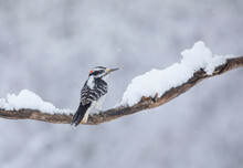 Hairy Woodpecker Male Perched On A Snow Covered Branch In Winter In Ottawa, Canada