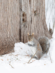 Wall Mural - Beautiful fat Grey squirrel posing for me in the snow near the Ottawa river in Canada