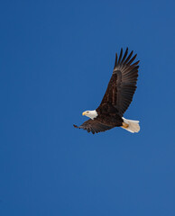 american bald eagle in flight