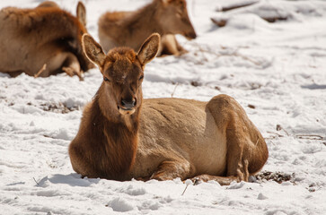Wall Mural - winter time elk herd