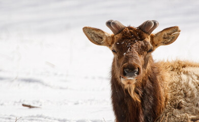 Wall Mural - winter time elk herd