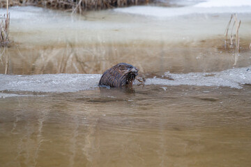 Wall Mural - Muskrat eating on ice riverbank