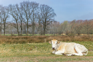 Wall Mural - Blonde cow lying in the Wyldemerk nature preserve, Netherlands