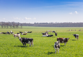 Wall Mural - Herd of Holstein cows in the hills of Gaasterland, Netherlands