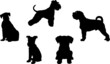 Miniature Shnauzer Dog Silhouette Bundle SVG
