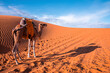 Caravan camel standing on sand dunes in sahara desert against sky, Bedouin camel with saddle standing on sand