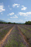 Fototapeta Lawenda - Lavendel in der Provence