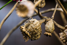 Seeds In The Open Seed Pods Of The Poppy In The City Garden In Winter